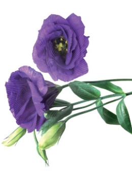 Self-adhesive decoration 0105, Cous cous, Lisianthus