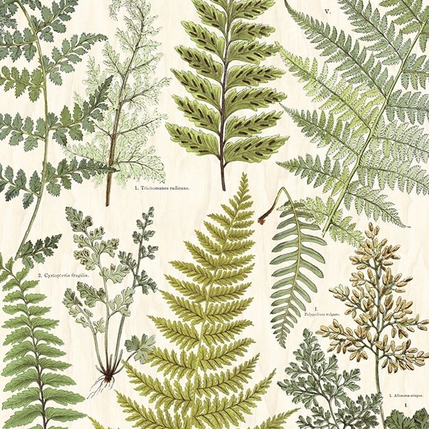 Mural wallpaper Fern leaves 366104, 309017, 232,5x280cm, Wallpower Favorites, Eijffinger